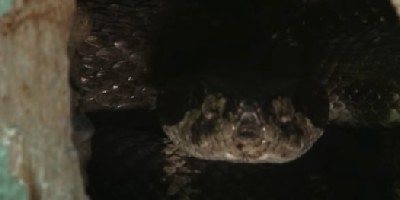Reno snake